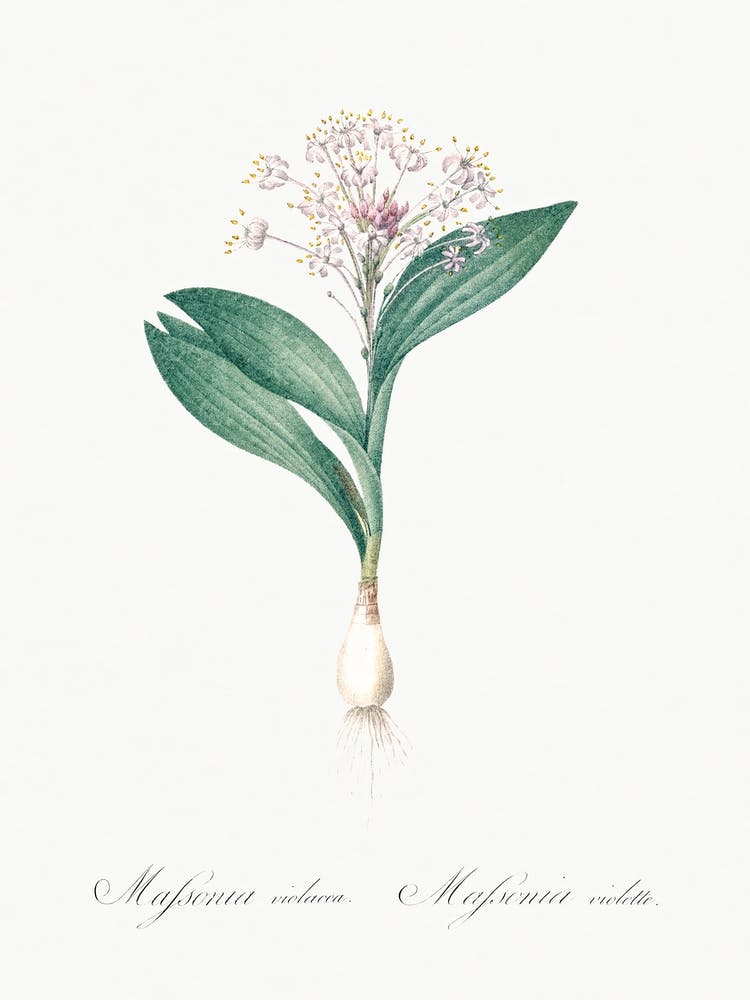 Pygmy Hyacinth Illustration From Les Liliacées (1805), Pierre Joseph Redoute