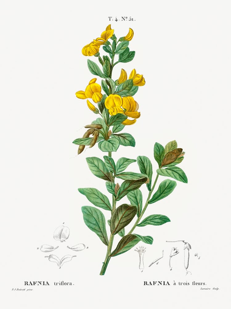 Rafnia Triflora, Pierre Joseph Redoute