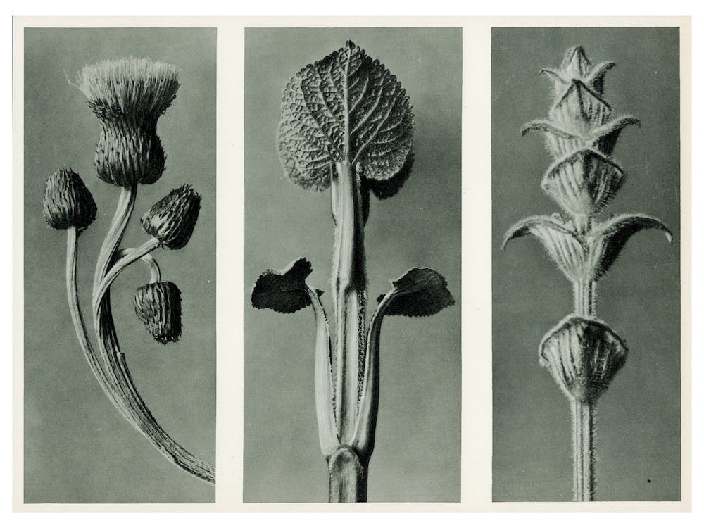 Study Of Three Species Of Plant