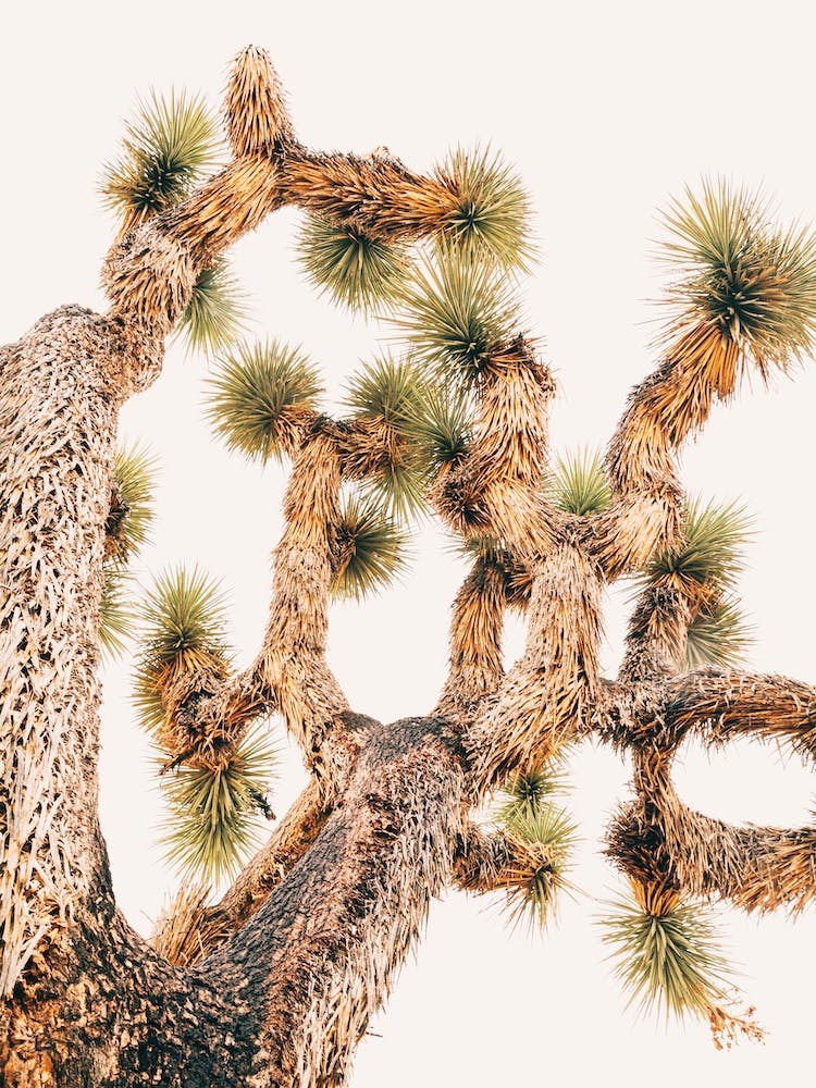 Joshua Tree