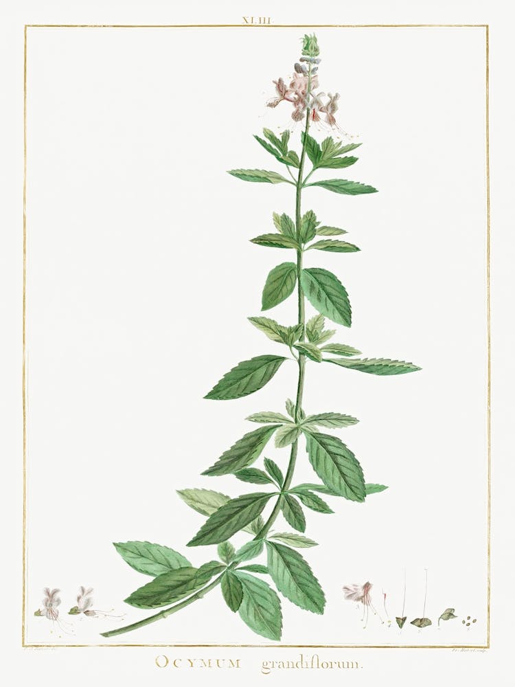 Ocimum Grandiflorum, Pierre Joseph Redoute