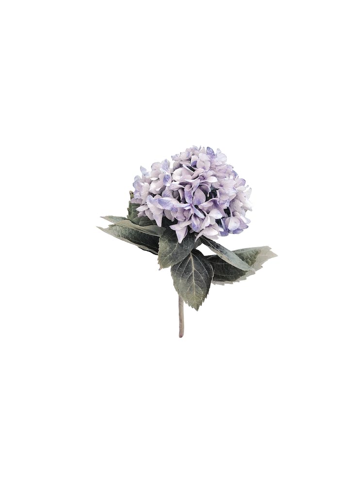 Hydrangea