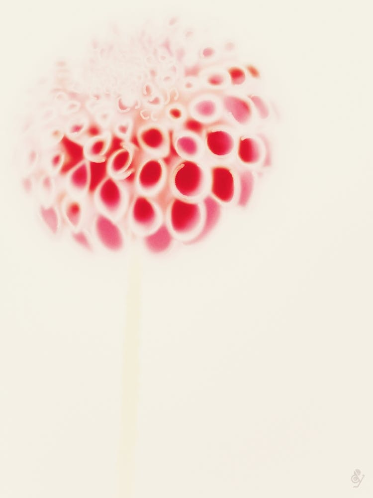 White Dhalia
