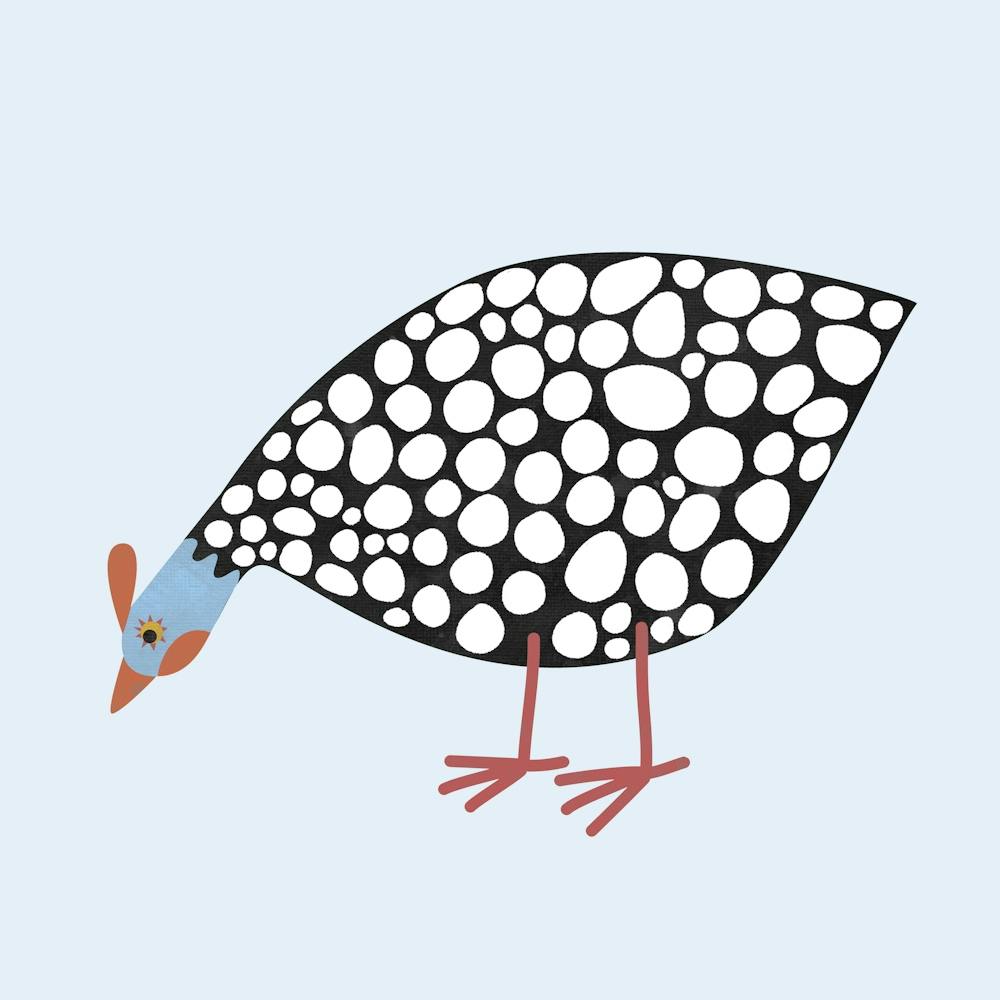 Dotty Guineafowl Bird
