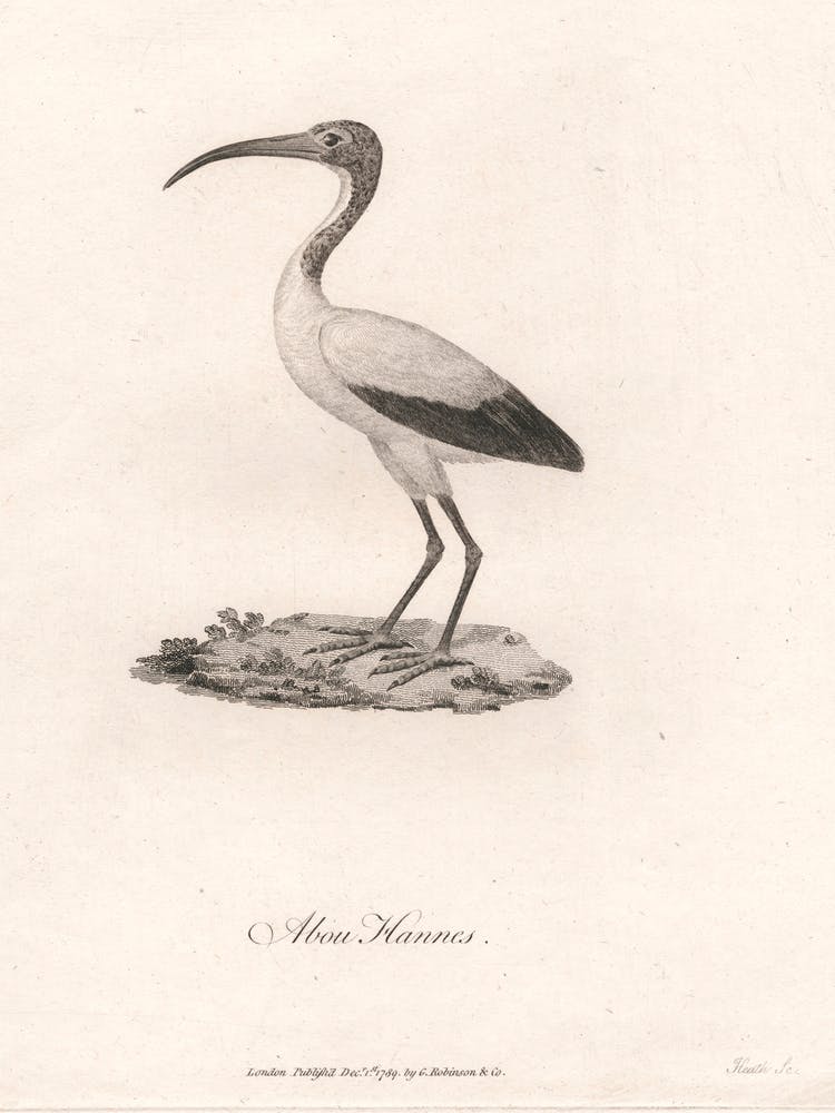 Abou Hannes, James Heath