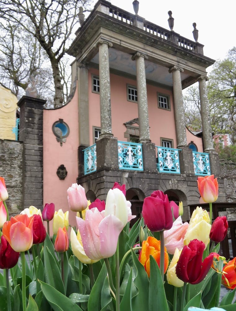 Pretty Tulips In Front Of A House portmeirion