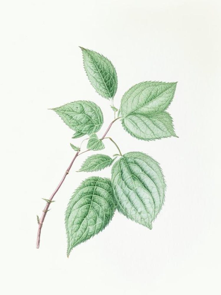 Mint Leaf Illustration 3