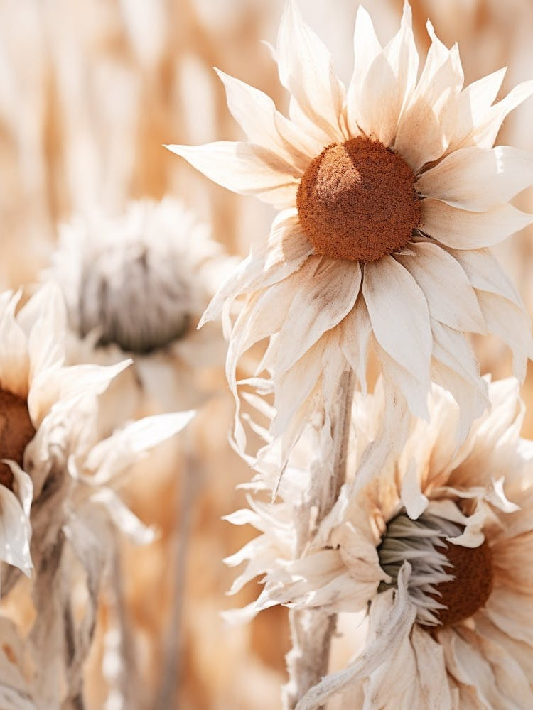 Boho Dried Flowers Sunflower 5