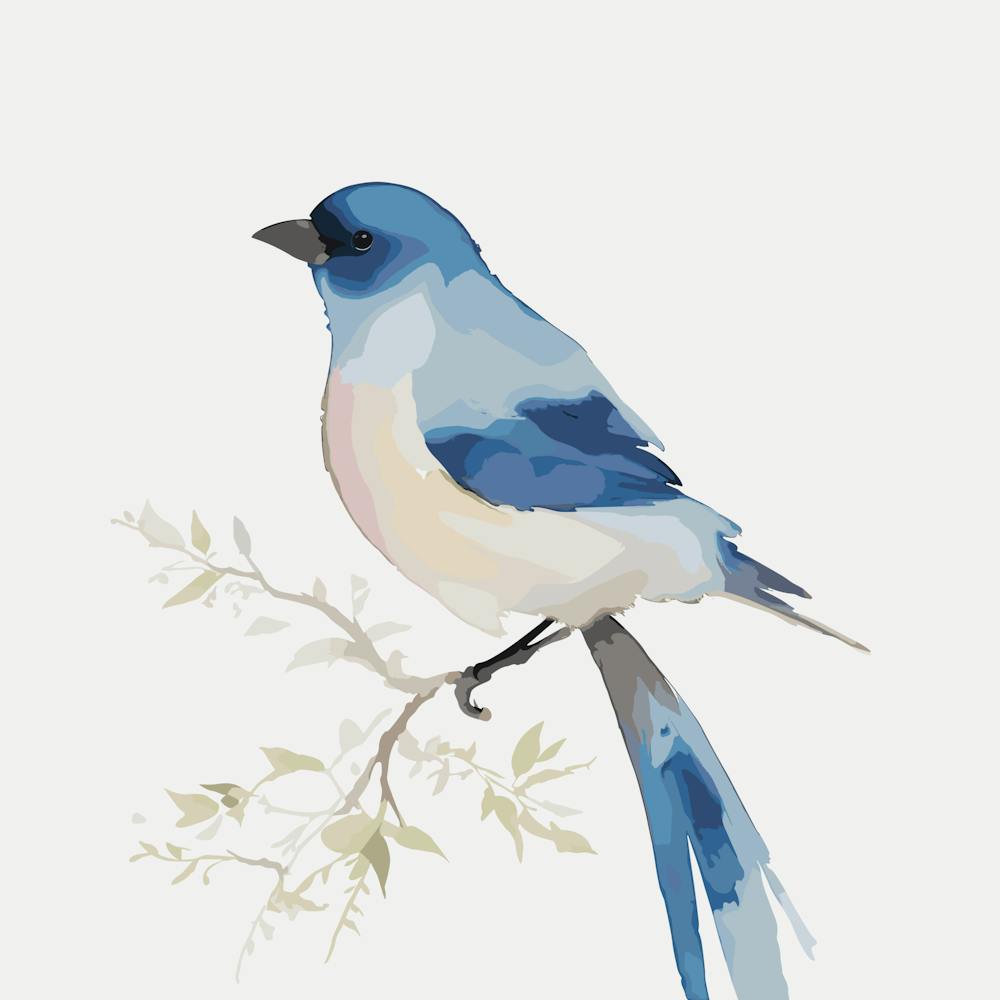 Blue Jay 1