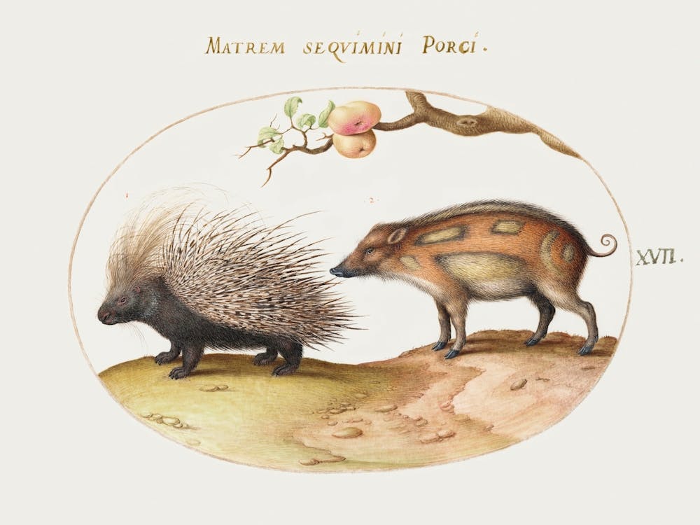Crested Porcupine And Wild Pig (1575–1580), Joris Hoefnagel