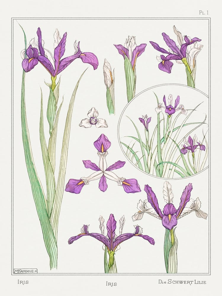 Iris From The Plant And Its Ornamental Applications (1896), Maurice Pillard Verneuil