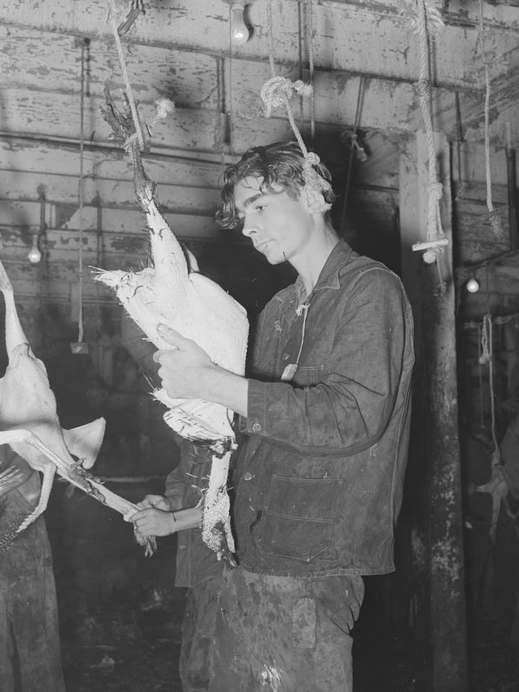 Picking A Turkey, Cooperative Poultry House, Brownwood, Texas By Russell Lee