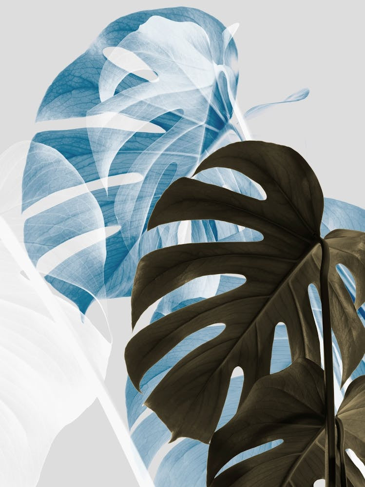 Monstera Leaves Ice Blue_2058422