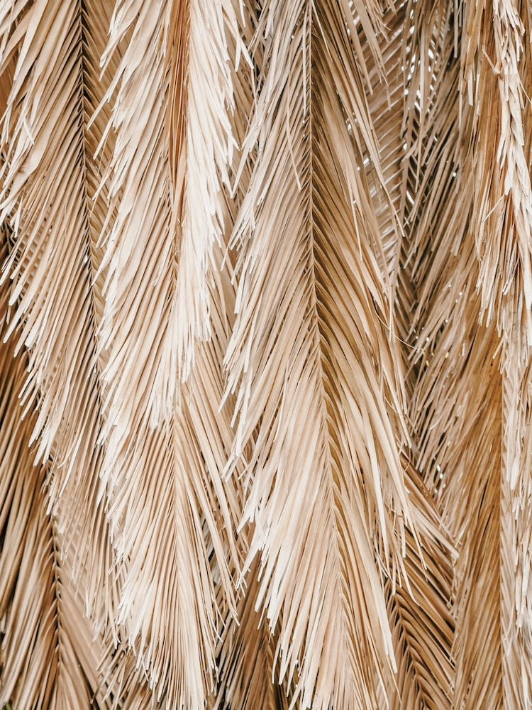 Tropical Leaves