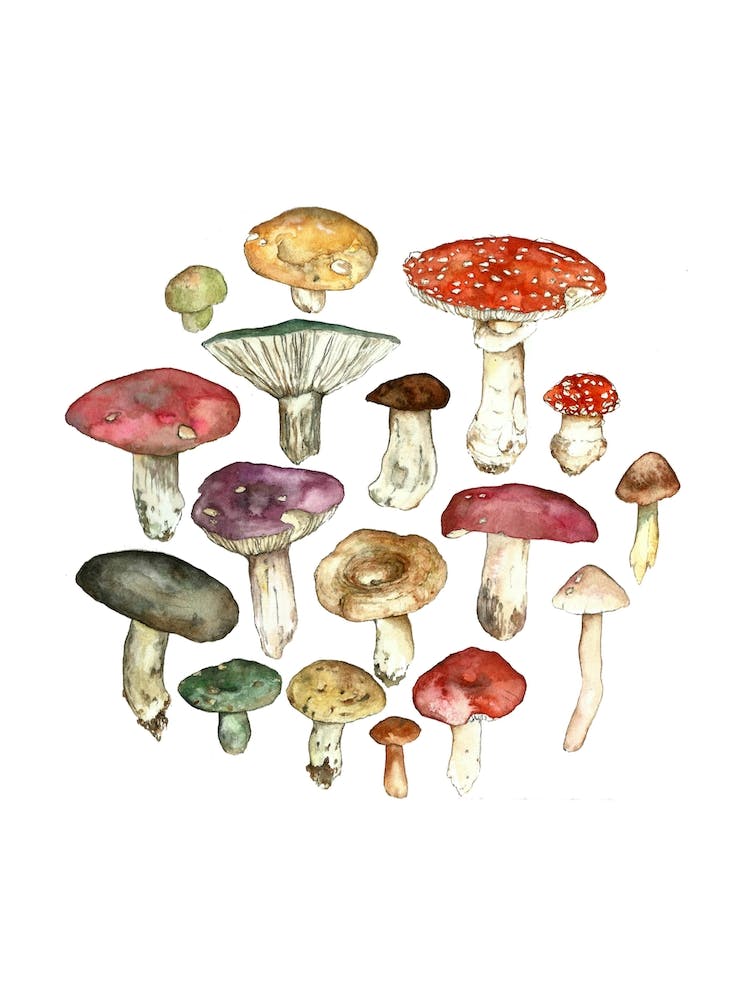 Wild Meadow Toadstools