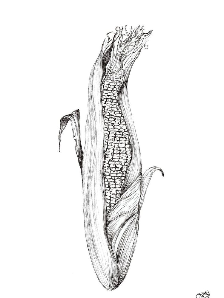 Open Corn on the Cob