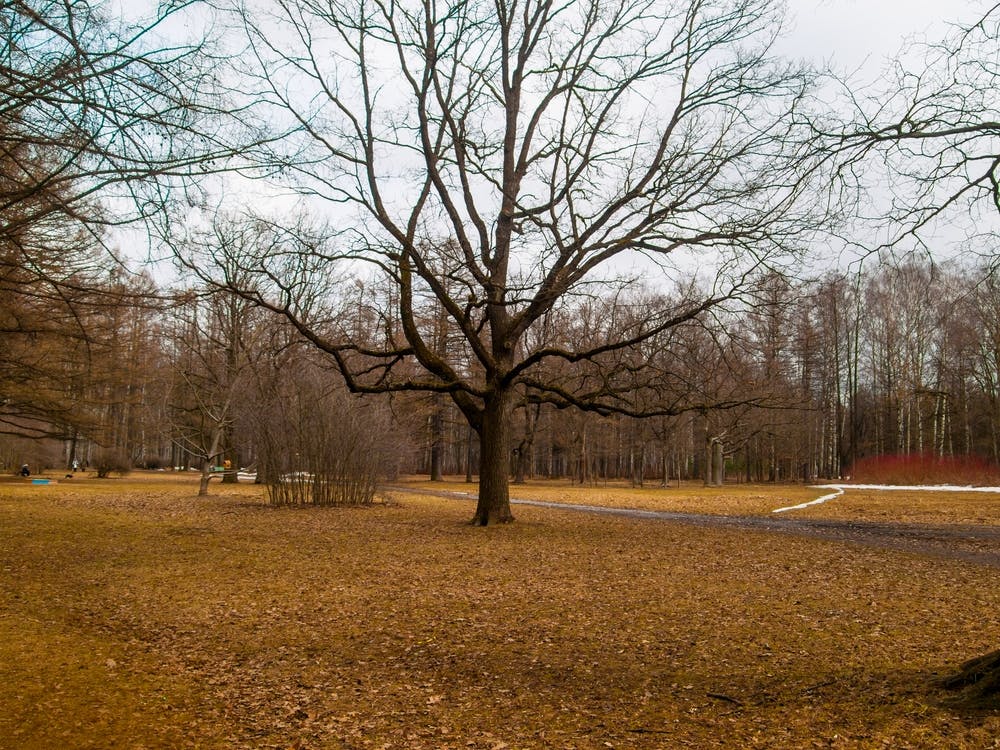 Autumn Leaves In The Park 1