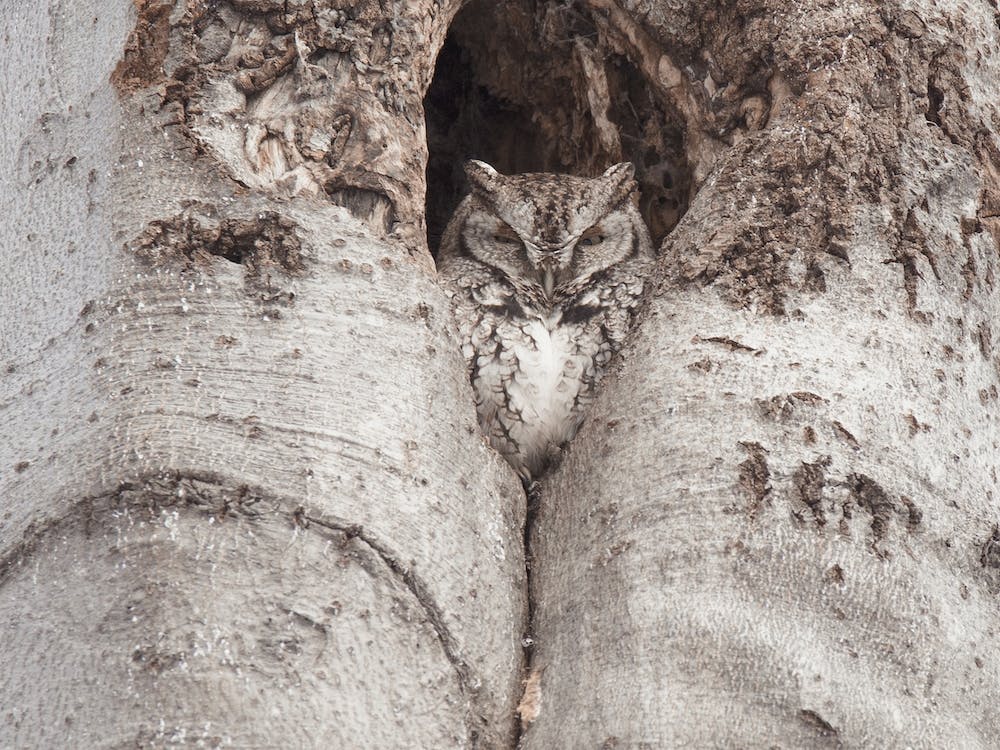 Eastern Screech Owl