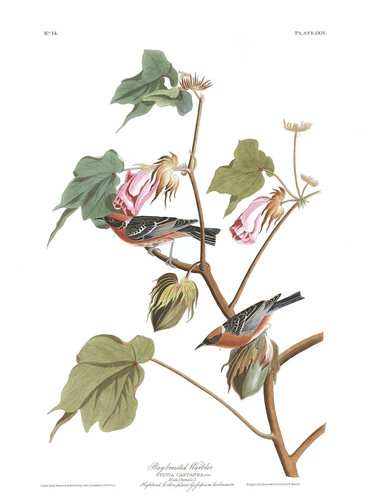 Bay Breasted Warbler