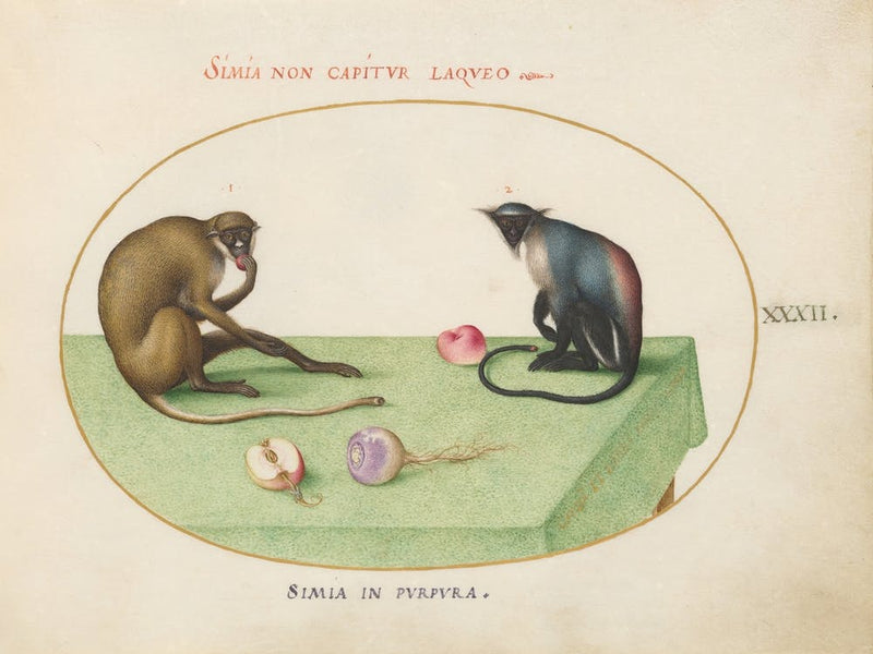 Animalia Qvadrvpedia et Reptilia (c. 1575-1580), Joris Hoefnagel (6)