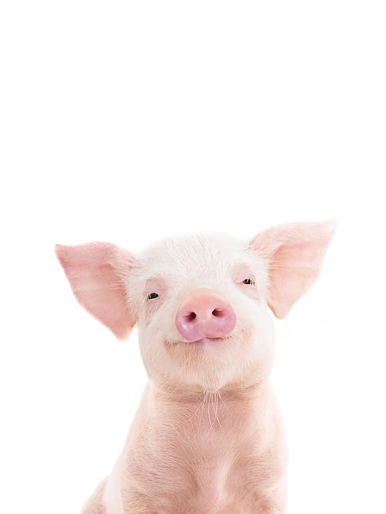 Piglet