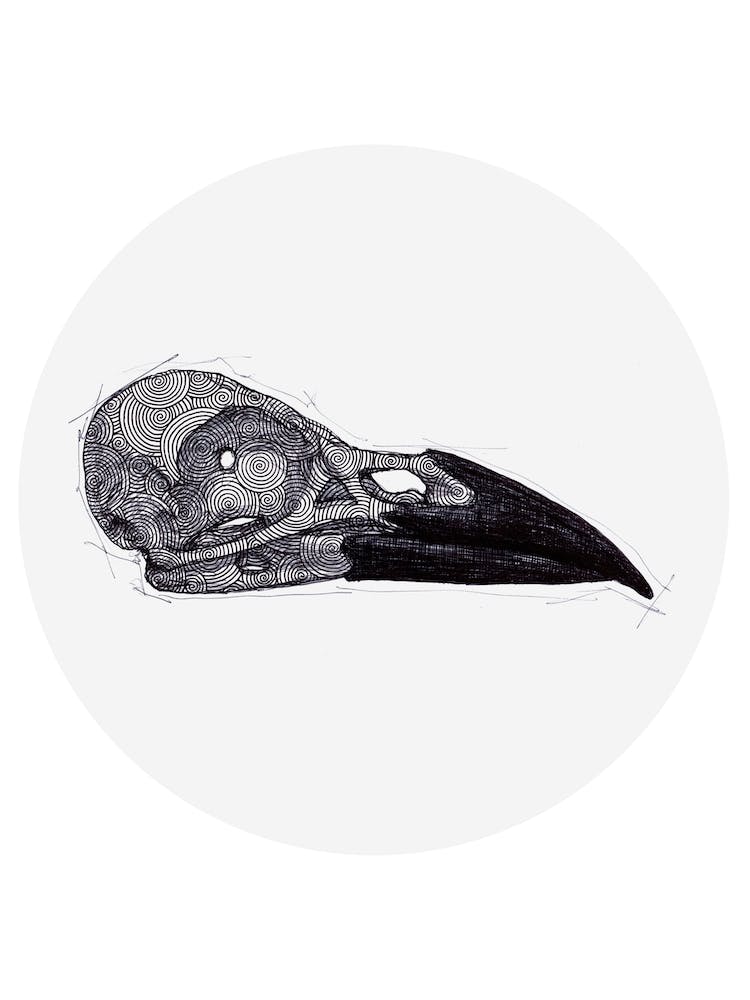 Crow Skull