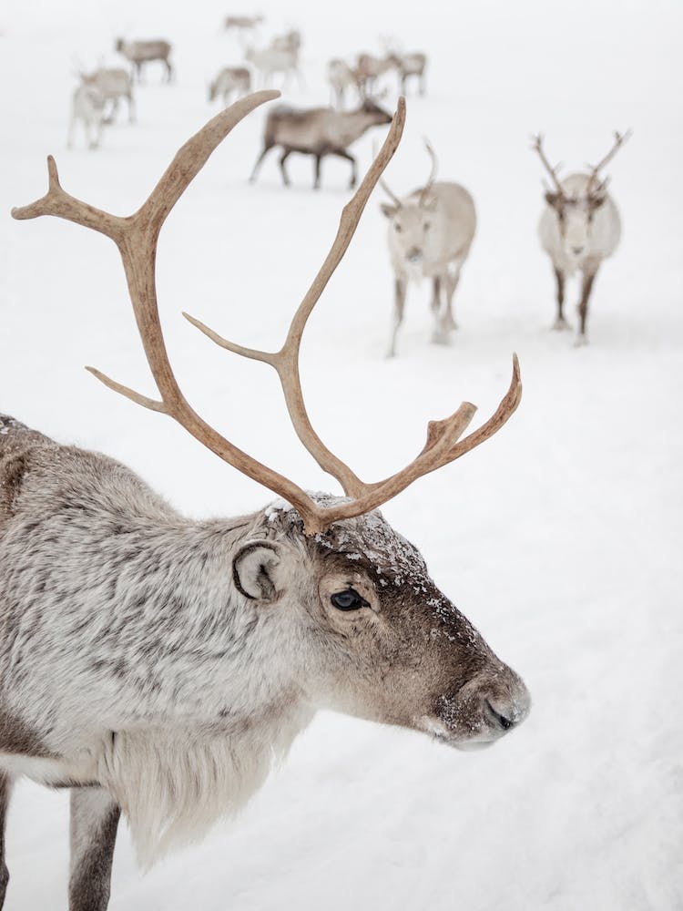Reindeer With Antlers