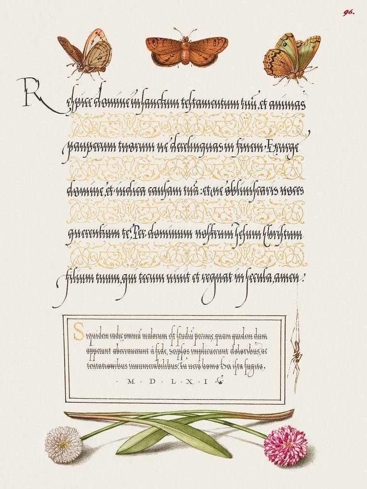 Butterflies, Moth, Spider, And English Daisies From Mira Calligraphiae Monumenta, Joris Hoefnagel