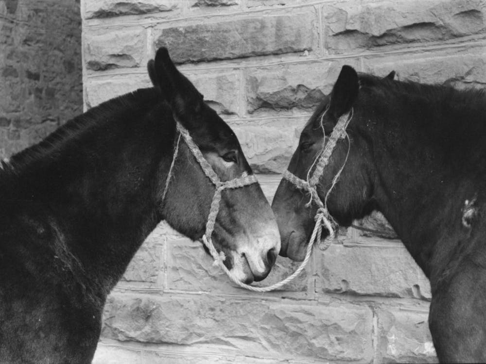 Untitled Photo, Possibly Related To Mules, Brownwood, Texas By Russell Lee