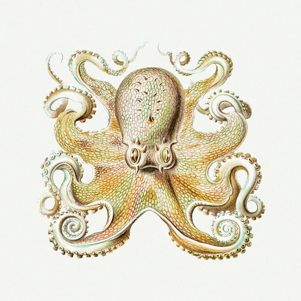 Vintage Octopus, Ernst Haeckel 
