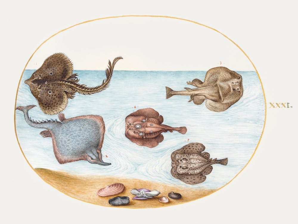 Marbled Electric Ray With Other Skates Or Rays, Shells, And A Mollusk In Its Shell (1575–1580), Joris Hoefnagel