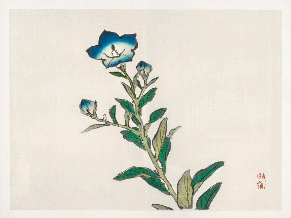 Morning Glory, Kōno Bairei