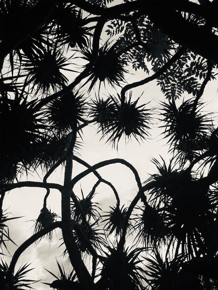 Branches And Shadows