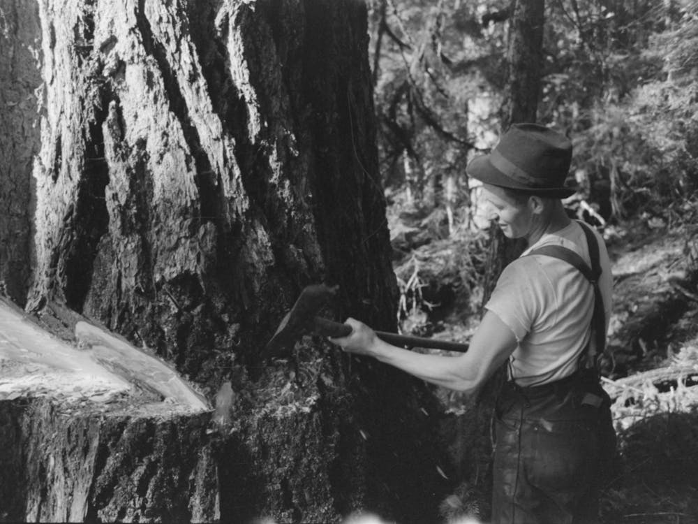 Untitled Photo, Possibly Related To A Faller Who Is Pouring Oil On This Saw While Falling A Tree, Cowlitz County