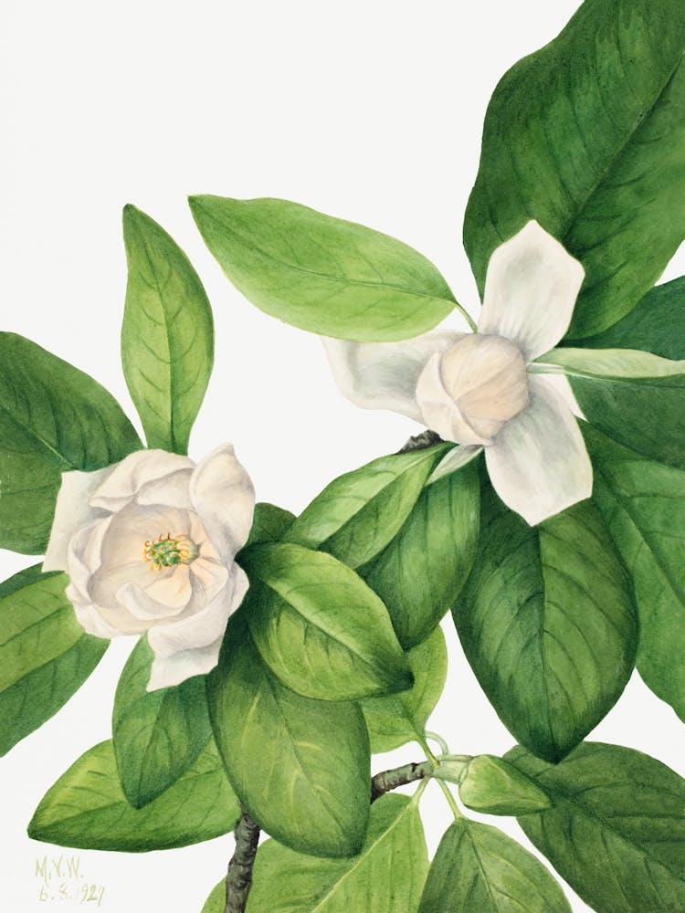 Vintage Botanical Mary Vaux Walcott _2732426