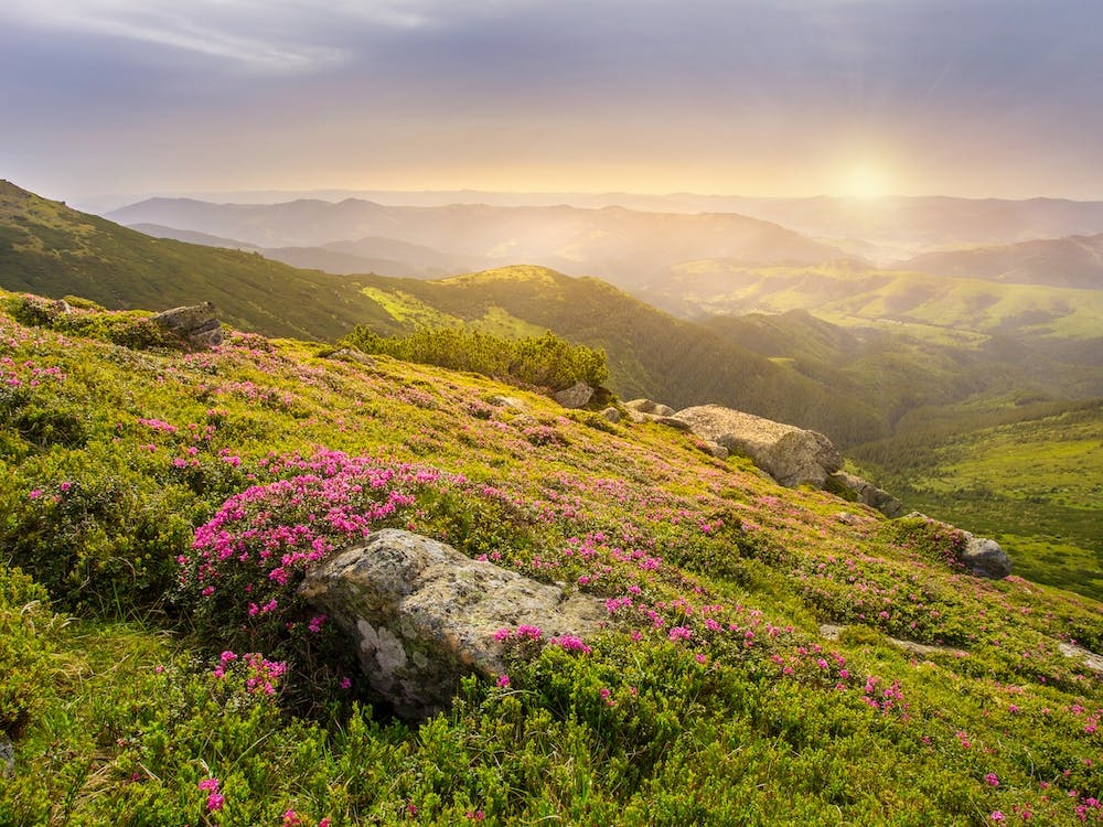 Pink And Yellow Wildflowers