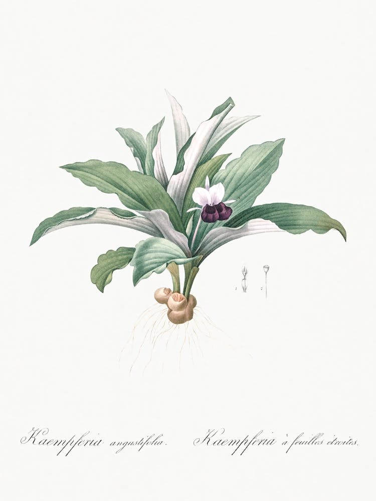 Kaempferia Angustifolia Illustration From Les Liliacées (1805), Pierre Joseph Redoute