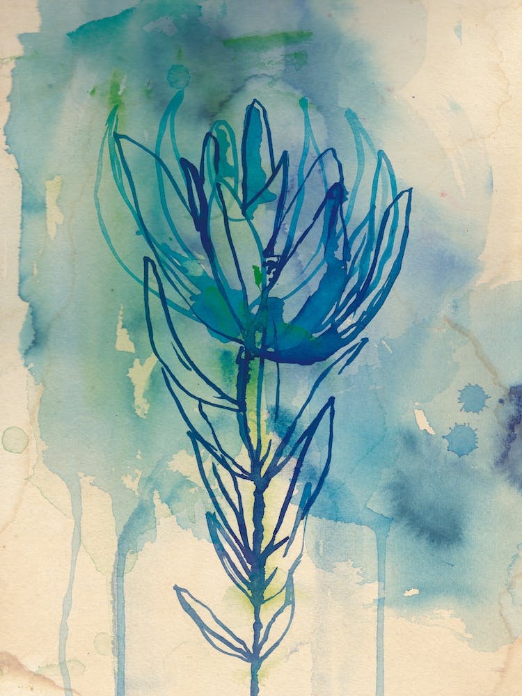 Blue Wash Protea