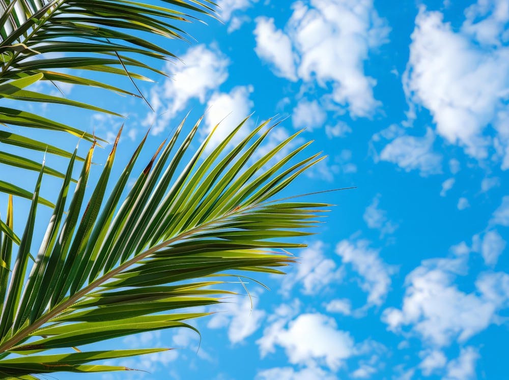 Palm Tree Against Blue Sky 7