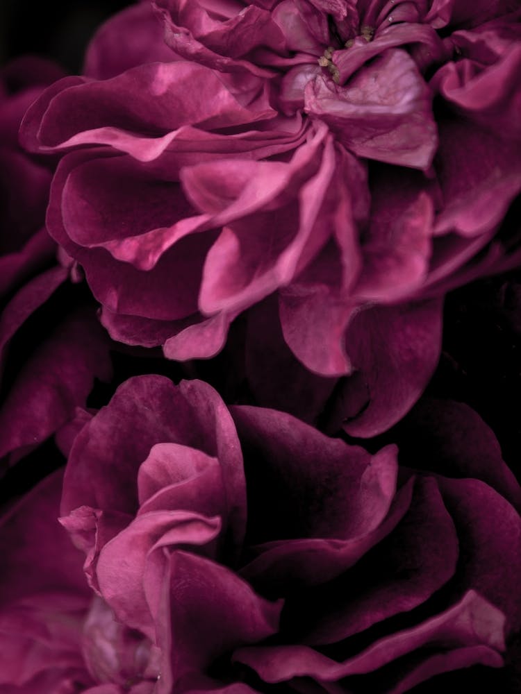 Purple Roses 1