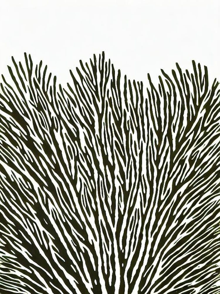 Acropora Valida Linogravure