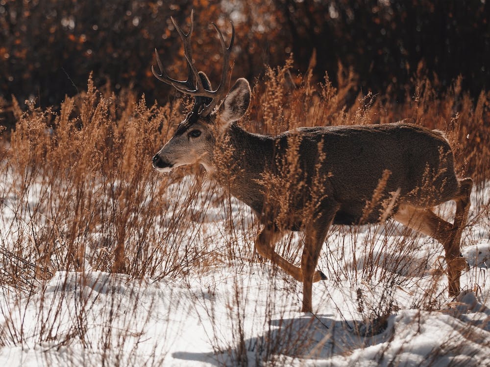 Winter Deer Traveling