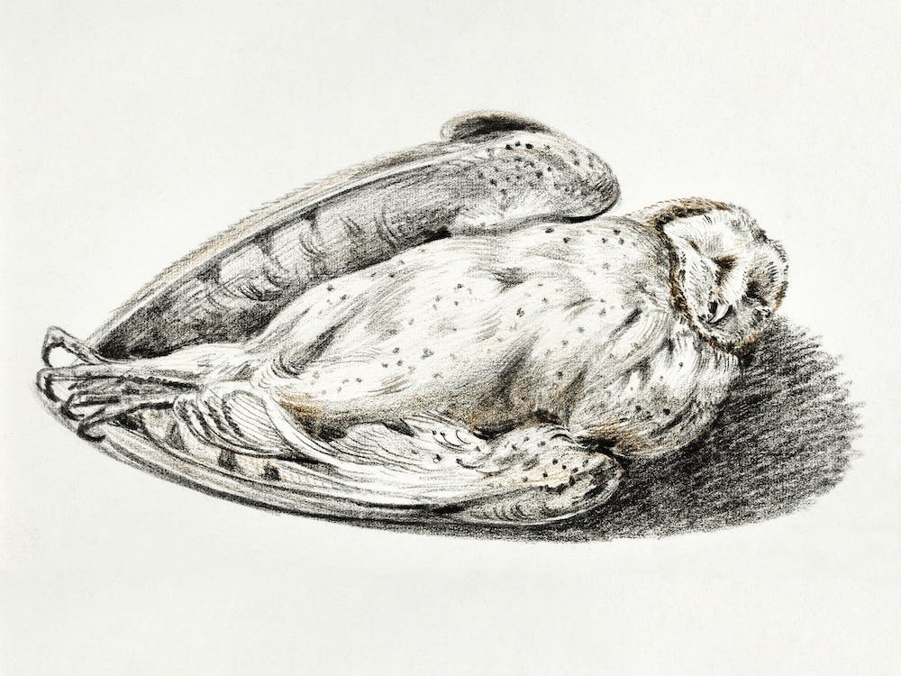 Tote Eule, Jean Bernard