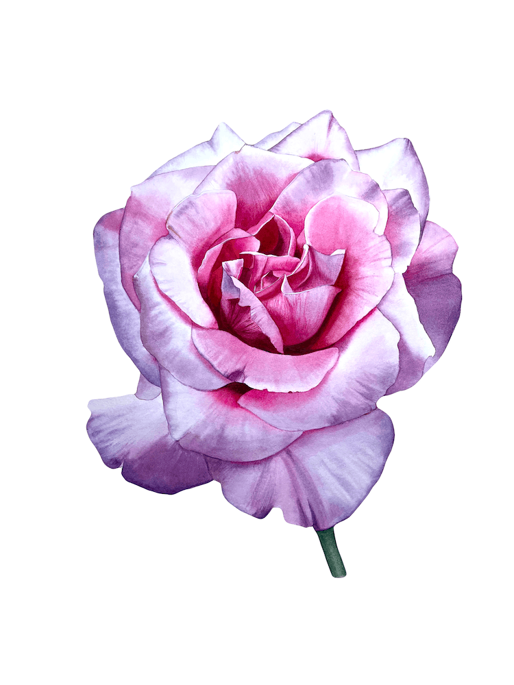 Pink Rose
