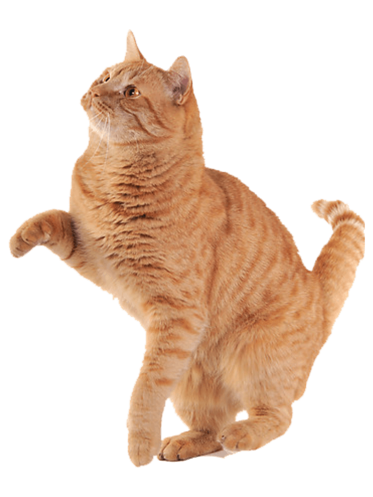 Cute Curious Cat