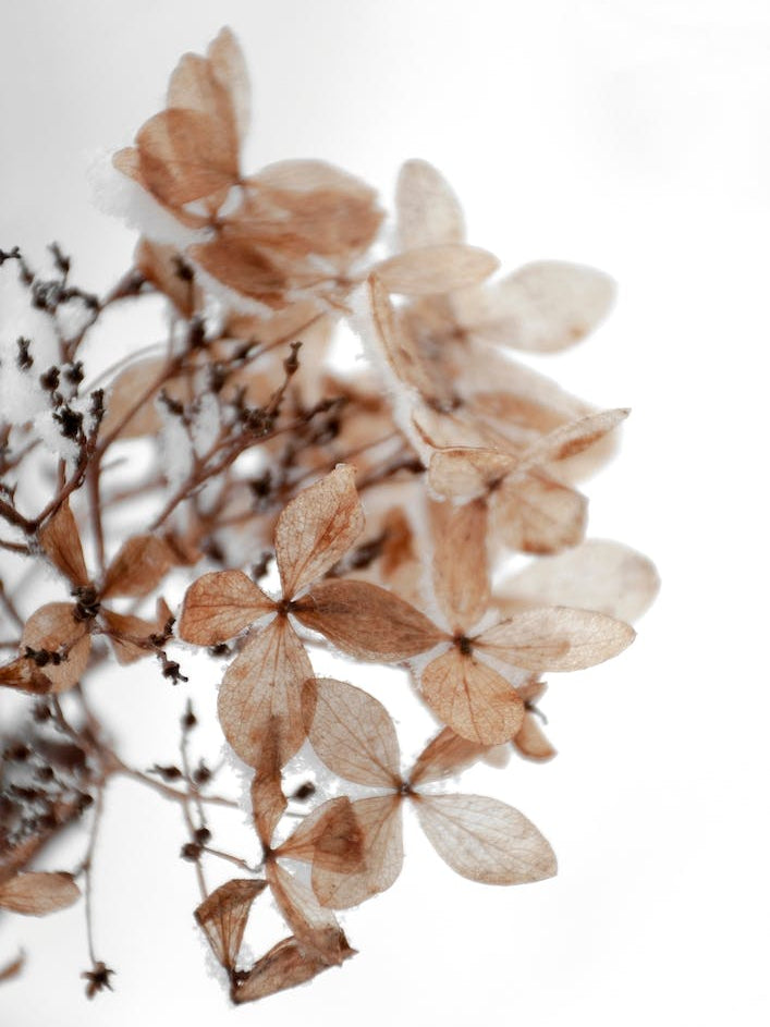 Snowy Hydrangea Flowers