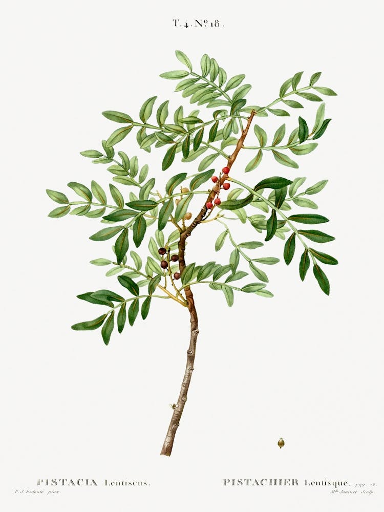 Lentisk, Pierre Joseph Redoute