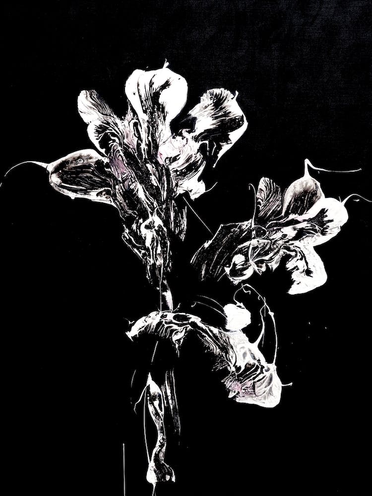 White Flower Black Background 2