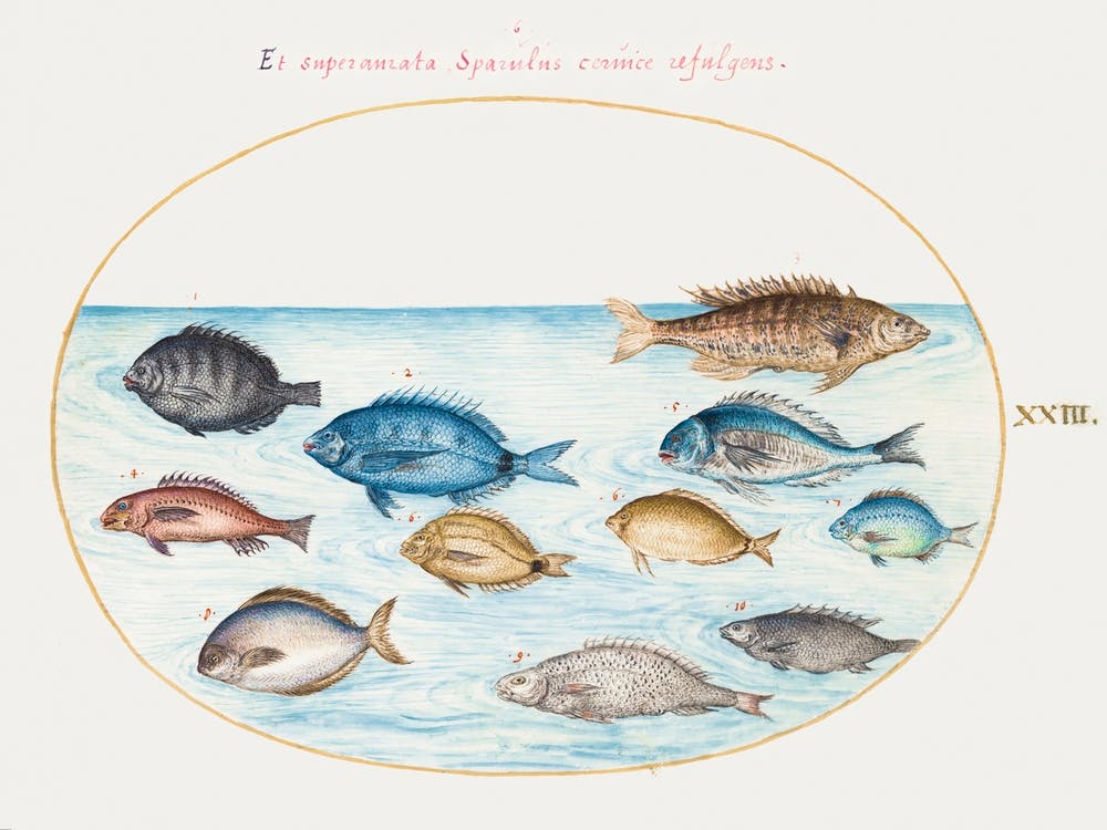 Bream And Other Fish (1575–1580), Joris Hoefnagel