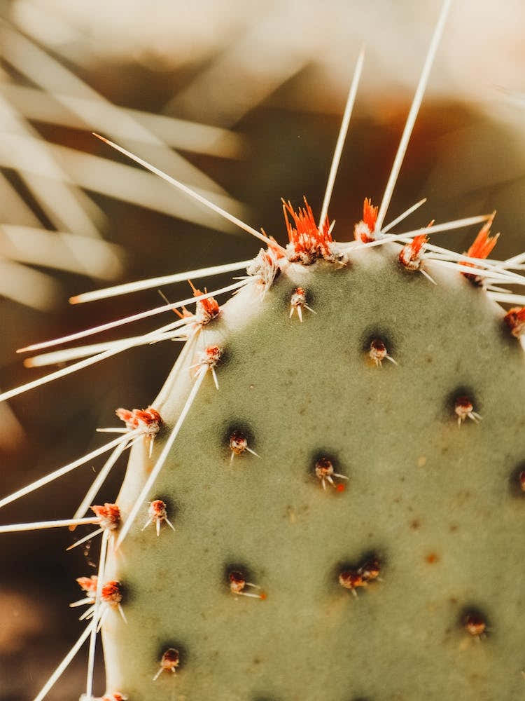 Up Close Cactus